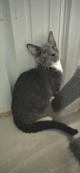 Rescue Domestic Short Hair Cats for Adoption in Nashville, Tennessee - Cosmo | PetCurious