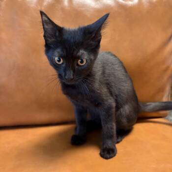 Lagoona Blue -  Domestic Short Hair Cat for Adoption in Keizer, Oregon - Lagoona Blue | PetCurious