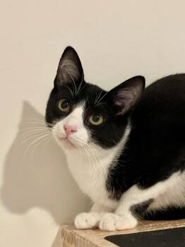 Mustard (bonded with Crumpet) -  Domestic Short Hair Cat for Adoption in Oakland, California - Mustard (bonded With Crumpet) | PetCurious