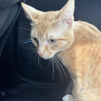 Domestic Short Hair Cats Available for Adoption in Greensboro, North Carolina - Puma | PetCurious