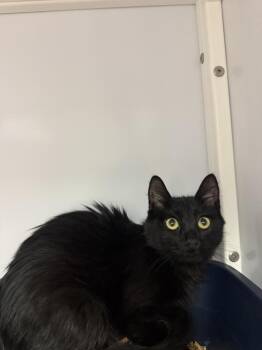 Cora -  Domestic Medium Hair Cat for Adoption in Youngtown, Arizona - Cora | PetCurious