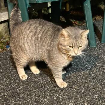 Mr Breeze - Working Cat -  Domestic Short Hair Cat for Adoption in Ringtown, Pennsylvania - Mr Breeze - Working Cat | PetCurious
