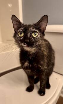 Spring -  Domestic Medium Hair and Domestic Short Hair Cat for Adoption in Emerald Isle, North Carolina - Spring | PetCurious