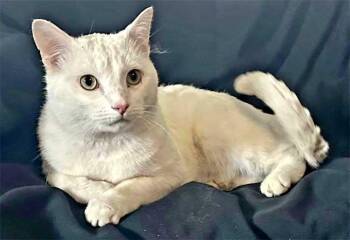 Domestic Short Hair Cats Available for Adoption - BLIZZARD | PetCurious