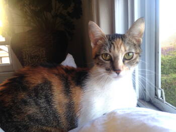 Rescue Domestic Short Hair and Torbie Cats for Adoption in Oakland, California - Dove | PetCurious