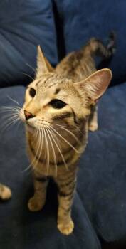 Domestic Medium Hair Cats Available for Adoption in Orlando, Florida - Garbanzo | PetCurious