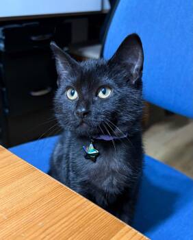 Luna (midnight) -  Domestic Short Hair Cat for Adoption in Vancouver, British Columbia - Luna (midnight) | PetCurious