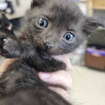 Bodhi -  Domestic Short Hair Cat for Adoption in Burlington, Iowa - Bodhi | PetCurious