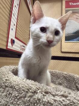 Nugget 2 -  Siamese and Domestic Short Hair Cat for Adoption in Riverside, California - Nugget 2 | PetCurious