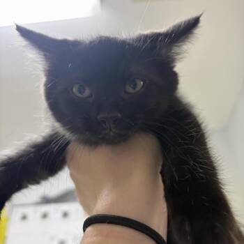 Ian -  Domestic Short Hair Cat for Adoption in Franklin, North Carolina - Ian | PetCurious