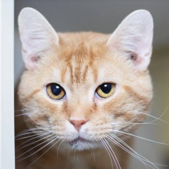 Pot Pie -  Domestic Short Hair Cat for Adoption in Evansville, Indiana - Pot Pie | PetCurious