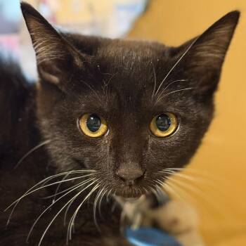 Domestic Short Hair Cats Available for Adoption - Lucky Day | PetCurious