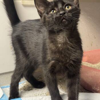 Shoo Fly -  Domestic Short Hair Cat for Adoption in Fredericksburg, Virginia - Shoo Fly | PetCurious