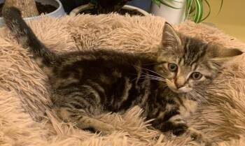 Fozzie -  Domestic Short Hair Cat for Adoption in Battle Creek, Michigan - Fozzie | PetCurious