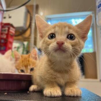 Mandarin -  Domestic Short Hair Cat for Adoption in Lake Panasoffkee, Florida - Mandarin | PetCurious