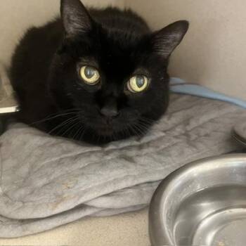 Hillary -  Domestic Short Hair Cat for Adoption in East Brookfield, Massachusetts - Hillary | PetCurious