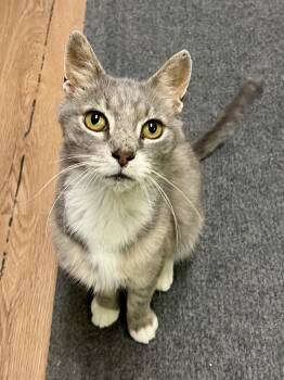 Apollo -  Domestic Short Hair Cat for Adoption in Warrington, Pennsylvania - Apollo | PetCurious