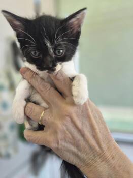 Domestic Medium Hair and Tabby Cats Available for Adoption in Livonia, Michigan - C319 Litter Pablo | PetCurious