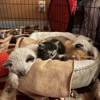 Dustbunny -  Domestic Short Hair Cat for Adoption in Clavet, Saskatchewan - Dustbunny | PetCurious
