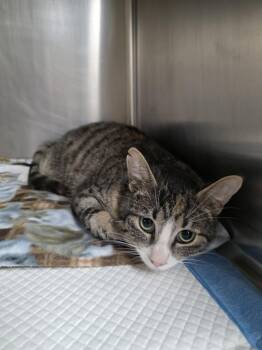 Domestic Short Hair Cats Available for Adoption in Fort Collins, Colorado - Lannister | PetCurious