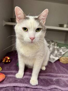 Domestic Short Hair Cats Available for Adoption in Red Bluff, California - *Pete | PetCurious