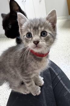 Ostara -  Domestic Short Hair Cat Available for Adoption in Grand Haven, Michigan - Ostara | PetCurious