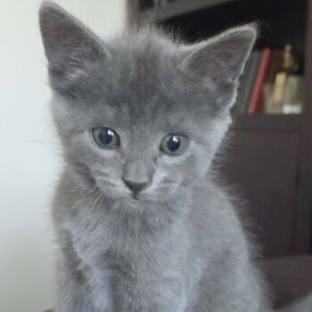 Kiwi -  Domestic Short Hair Cat for Adoption in Chesapeake, Virginia - Kiwi | PetCurious