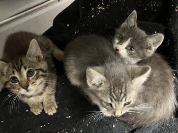 JESSIE -  Domestic Short Hair Cat for Adoption in Tustin, California - JESSIE | PetCurious