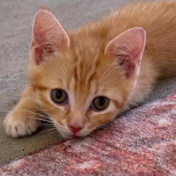 Minute Maid -  Domestic Short Hair Cat for Adoption in Candler, North Carolina - Minute Maid | PetCurious