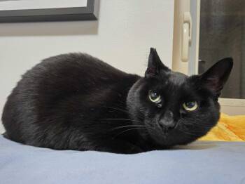 Nooni -  Domestic Short Hair Cat for Adoption in Seattle, Washington - Nooni | PetCurious