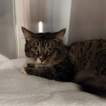 Simon -  Domestic Long Hair Cat for Adoption in Scituate, Massachusetts - Simon | PetCurious