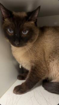 Sushi -  Siamese Cat for Adoption in Greenfield, Indiana - Sushi | PetCurious