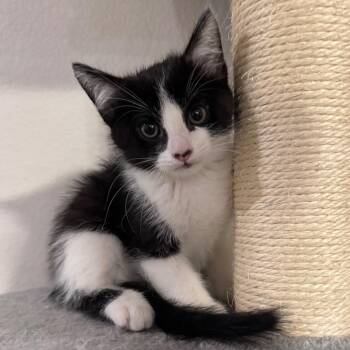 Domestic Medium Hair Cats Available for Adoption in Midland, Texas - FWT Carson | PetCurious