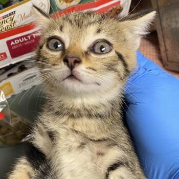 71685 -  Domestic Short Hair Cat for Adoption in Harrisonburg, Virginia - 71685 | PetCurious