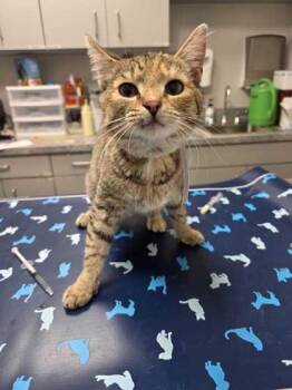 Slushee -  Domestic Short Hair Cat for Adoption in Sevierville, Tennessee - Slushee | PetCurious