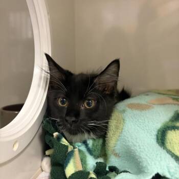 Oreo -  Domestic Short Hair Cat for Adoption in Redwood City, California - Oreo | PetCurious