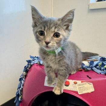 Cio -  Domestic Short Hair Cat for Adoption in Fort Wayne, Indiana - Cio | PetCurious
