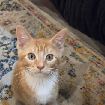 Papaya -  Domestic Short Hair Cat for Adoption in Rossville, Georgia - Papaya | PetCurious