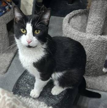Archer -  Domestic Short Hair Cat for Adoption in Devils Lake, North Dakota - Archer | PetCurious
