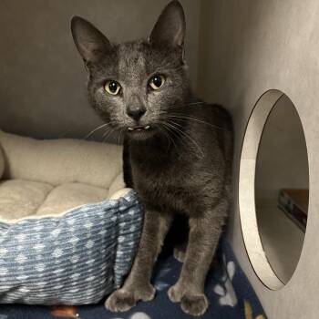 Domestic Short Hair Cats Available for Adoption in Stillwater, Oklahoma - Dracula | PetCurious