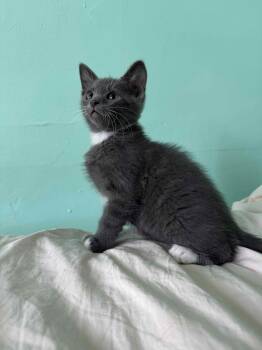 Shandygaff -  Domestic Short Hair Cat for Adoption in Trenton, New Jersey - Shandygaff | PetCurious
