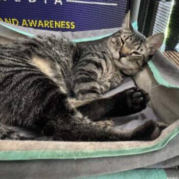 Tommy -  Domestic Short Hair Cat for Adoption in Tampa, Florida - Tommy | PetCurious