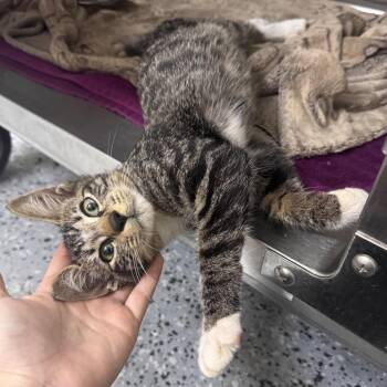 Salmon 29822 -  Domestic Short Hair Cat for Adoption in Middleburg, Florida - Salmon 29822 | PetCurious