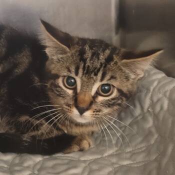 Rescue Domestic Short Hair Cats for Adoption in Gloucester, Virginia - Demonica | PetCurious