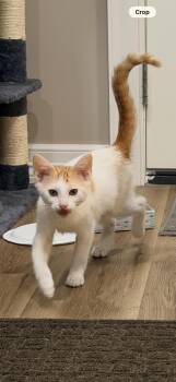 Lucy -  Siamese and Domestic Short Hair Cat for Adoption - Lucy | PetCurious
