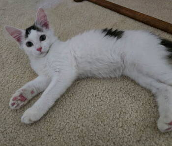 Rescue Domestic Medium Hair Cats for Adoption in Buford, Georgia - Ama | PetCurious