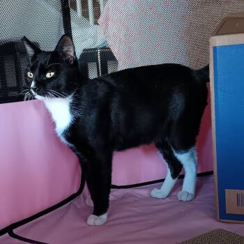 Dapper -  Domestic Short Hair Cat for Adoption in Las Vegas, Nevada - Dapper | PetCurious