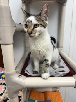 Spotty -  Domestic Short Hair Cat for Adoption in Corpus Christi, Texas - Spotty | PetCurious
