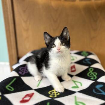 Domestic Short Hair Cats Available for Adoption in Fargo, North Dakota - Andante--In Foster | PetCurious