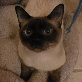 Siamese Cats Available for Adoption - Colby Jack | PetCurious
